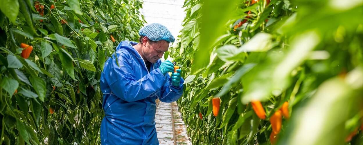 Inspecteur controleert paprika's in kas.jpg