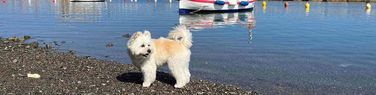 Hond op kiezelstrand