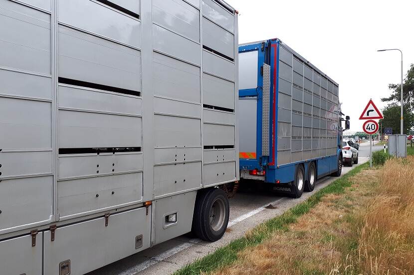 Vrachtwagen op de weg met veetransport